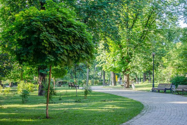 парк, сквер, озеленення