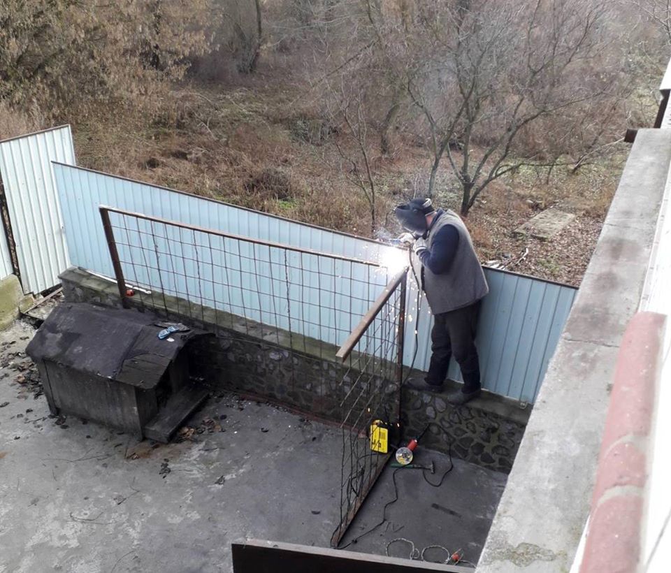 собака, історія, порятунок