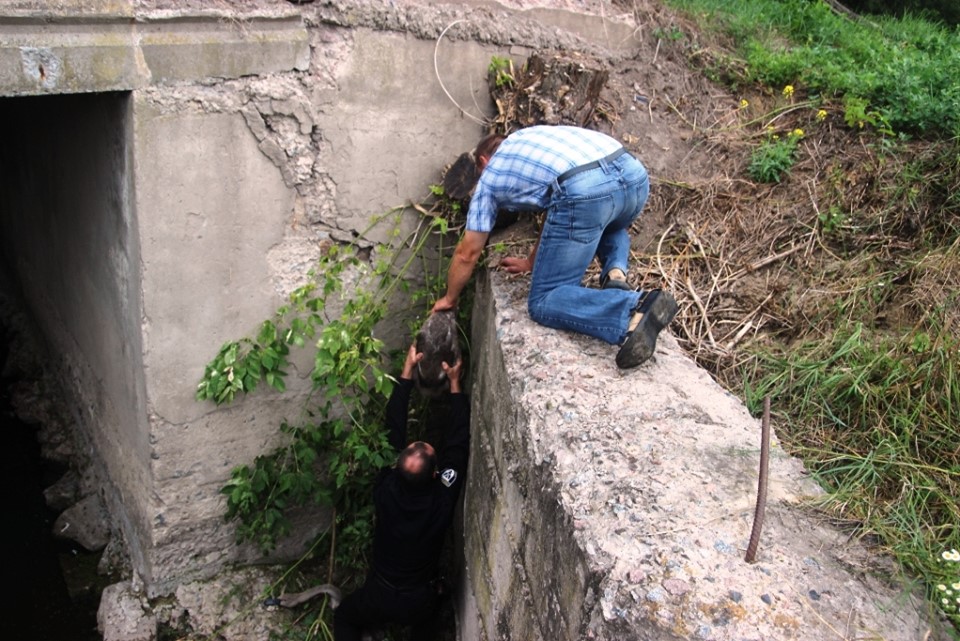 лебеді, рятувальники, дамба