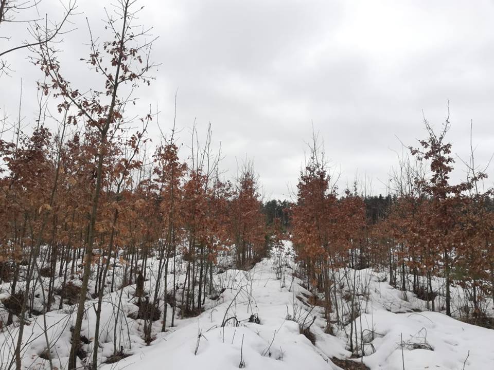 Ніжинське лісове господарство, атестація, лісівники