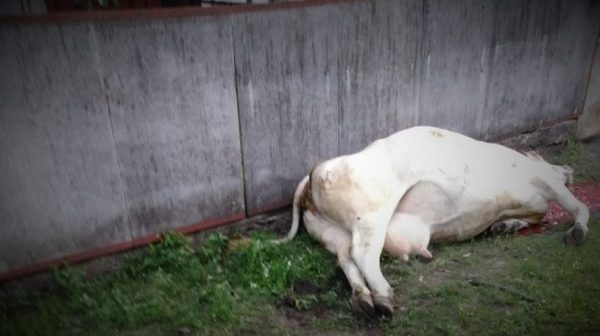 корова, електричні проводи, РЕС