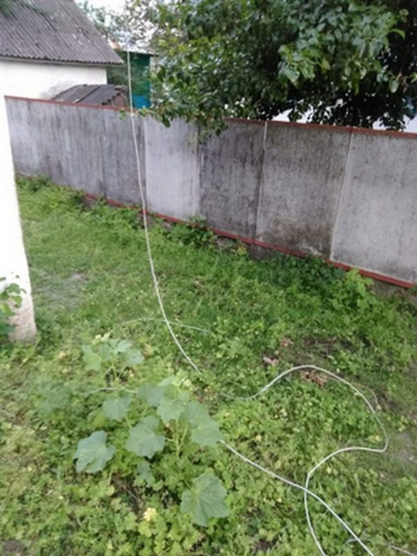 корова, електричні проводи, РЕС