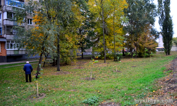 дерева, висадка