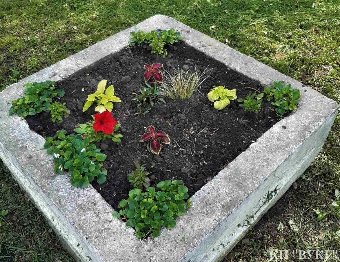 клумби, квіти, крадіжка