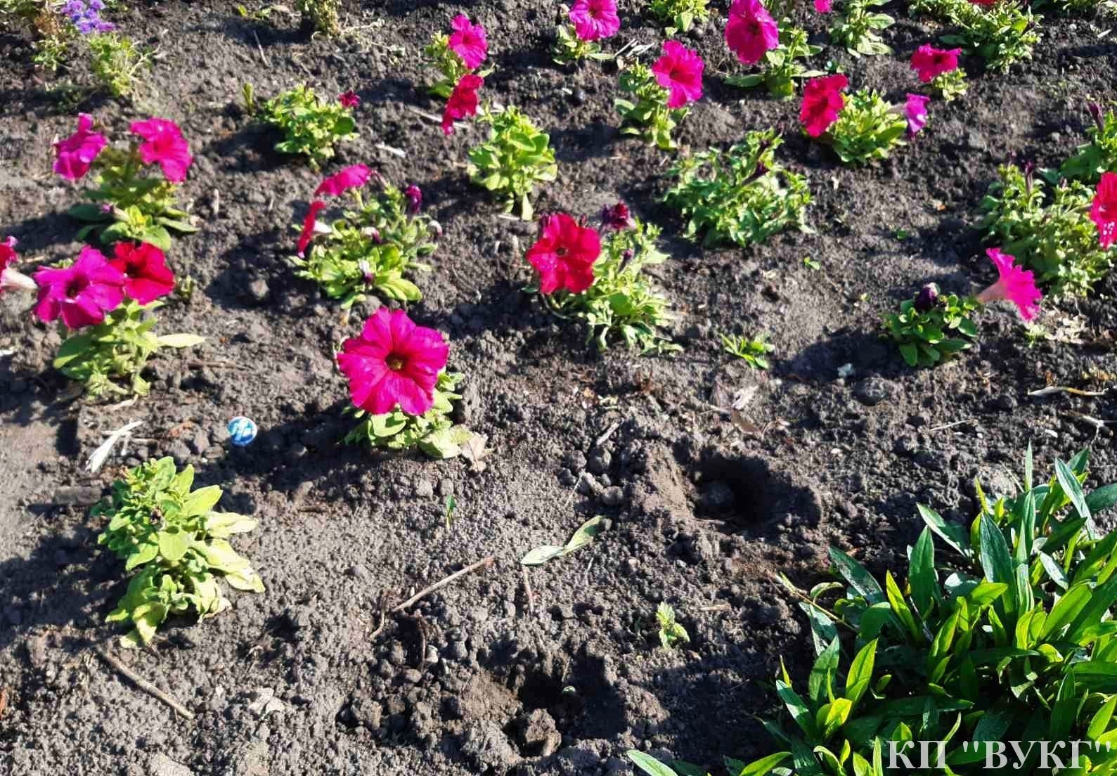 клумби, квіти, крадіжка