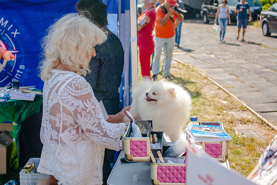 собаки, виставка