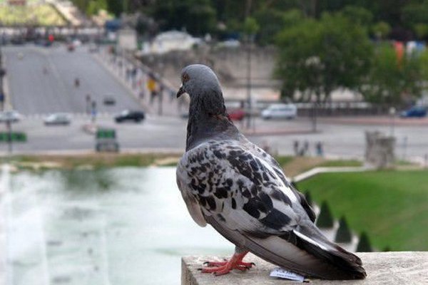 Лосинівка, голуб, спортивні змагання