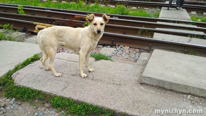 безпритульні тварини, фото, Ніжин