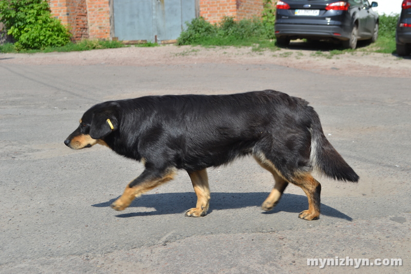 безпритульні тварини, фото, Ніжин