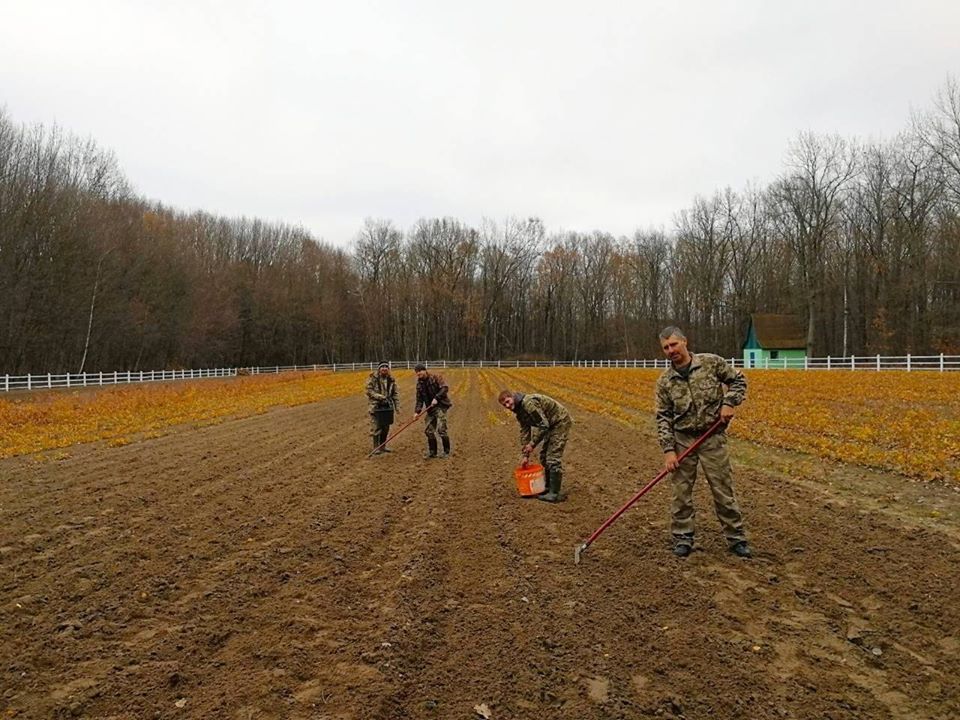 ліс, лісівники, роботи, відновлення