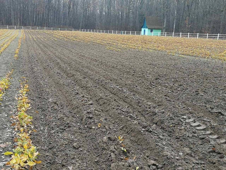 ліс, лісівники, роботи, відновлення