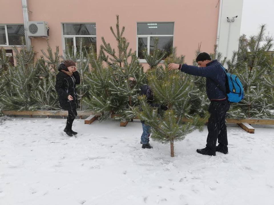 Ніжинське лісове господарство, ялинки, продаж