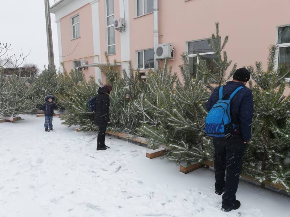 Ніжинське лісове господарство, ялинки, продаж