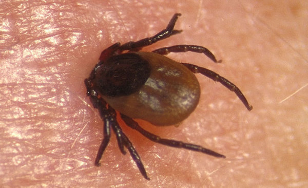 кліщі, хвороба Лайма