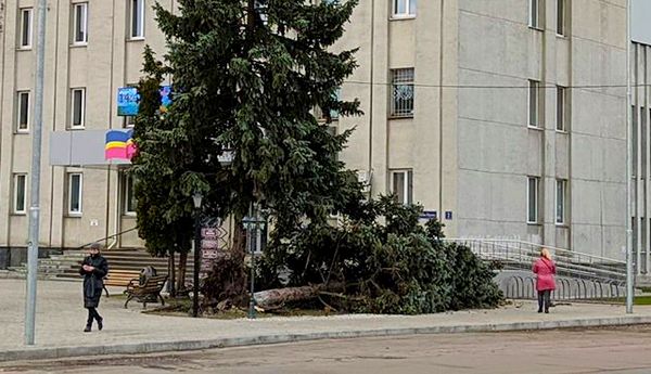 вітер, штормове попередження, ялина