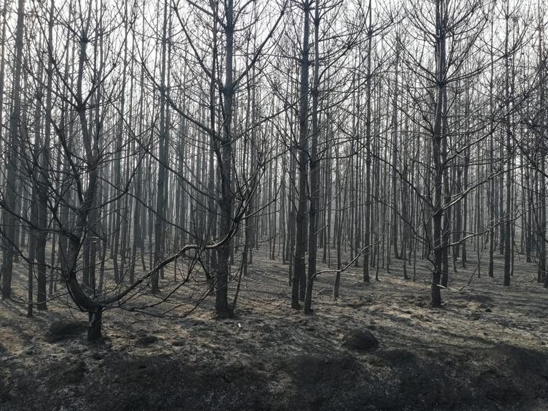 ліс, пожежа, дачники