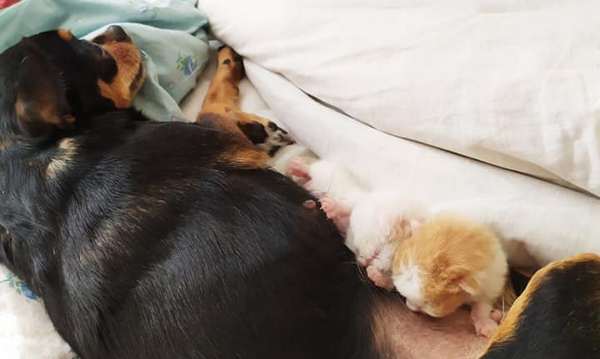 собака, кошенята, допомога, годування