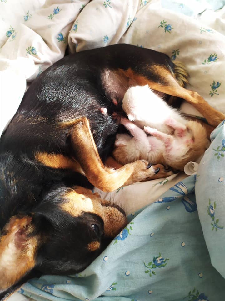 собака, кошенята, допомога, годування