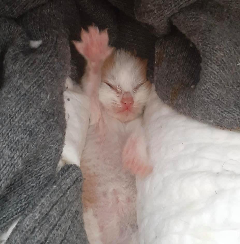 собака, кошенята, допомога, годування