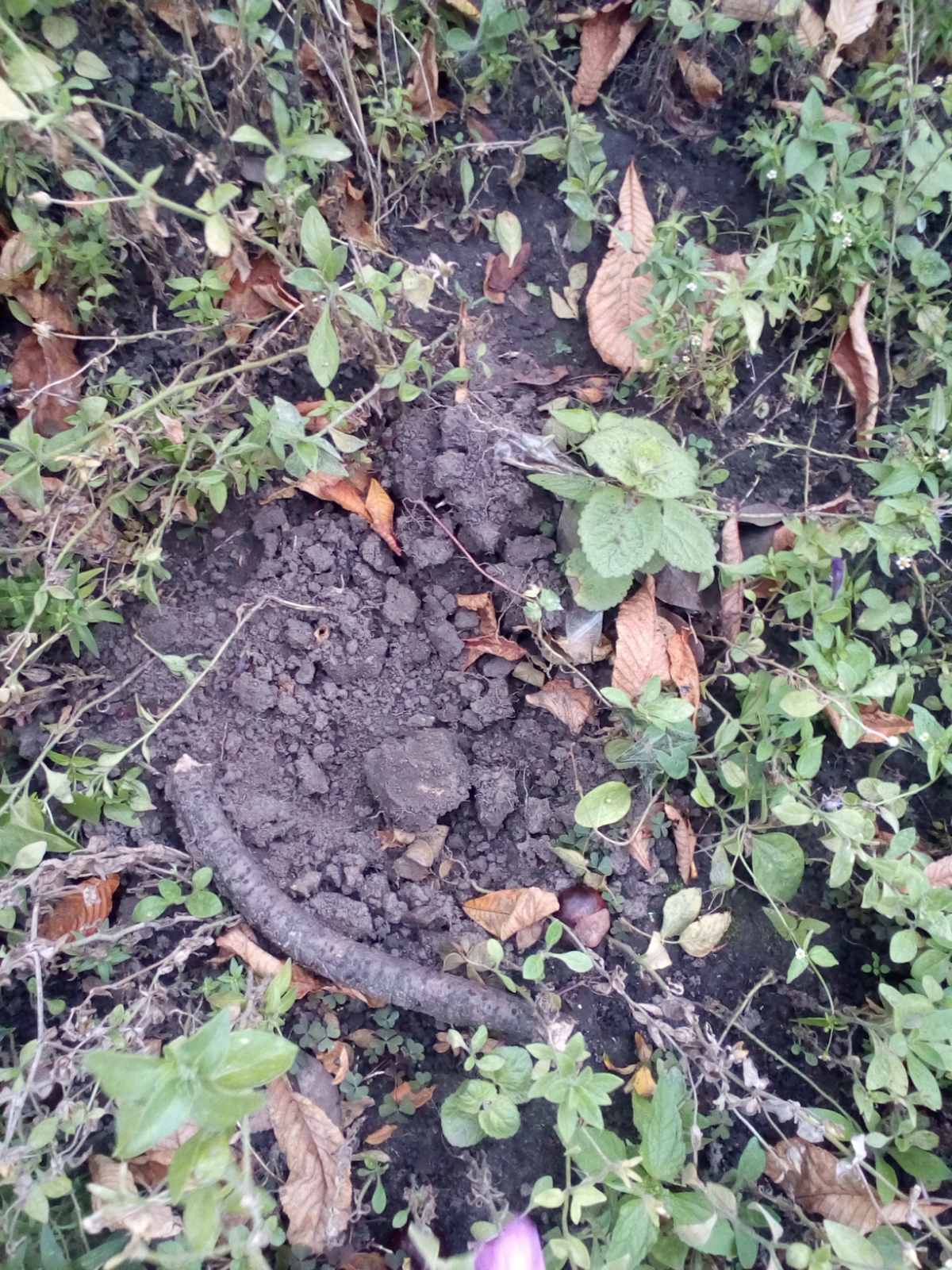 троянди, піон, сквер Лисянського