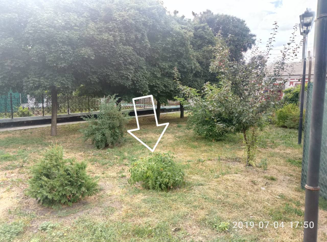 троянди, піон, сквер Лисянського