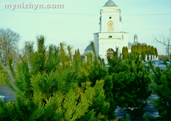 ялинки, сосни, продаж