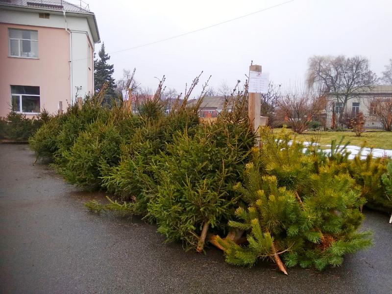 ялинки, сосни, продаж