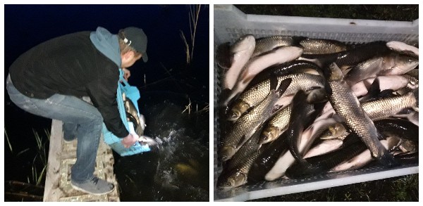 Ніжин-озеро, оновлення, риба, аналіз води