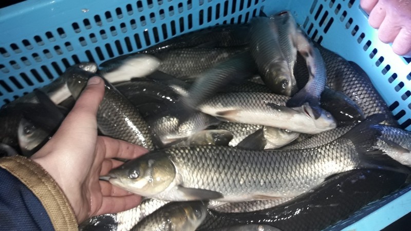 Ніжин-озеро, оновлення, риба, аналіз води