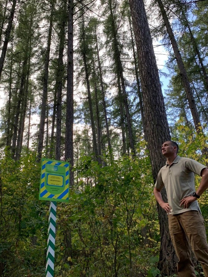 модрини, Ніжинський лісгосп