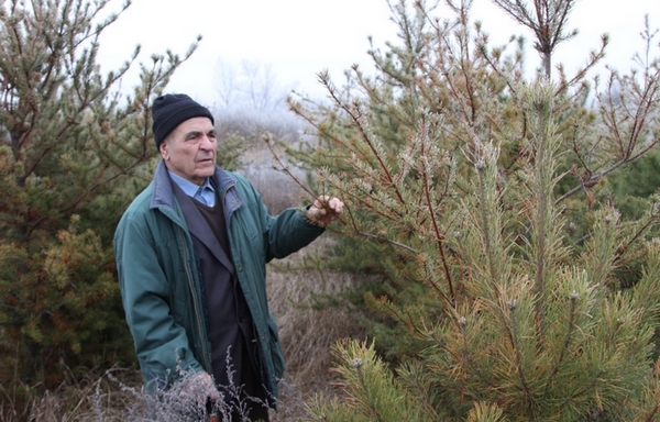 ялинки, аграрії, хімікати, гелікоптер