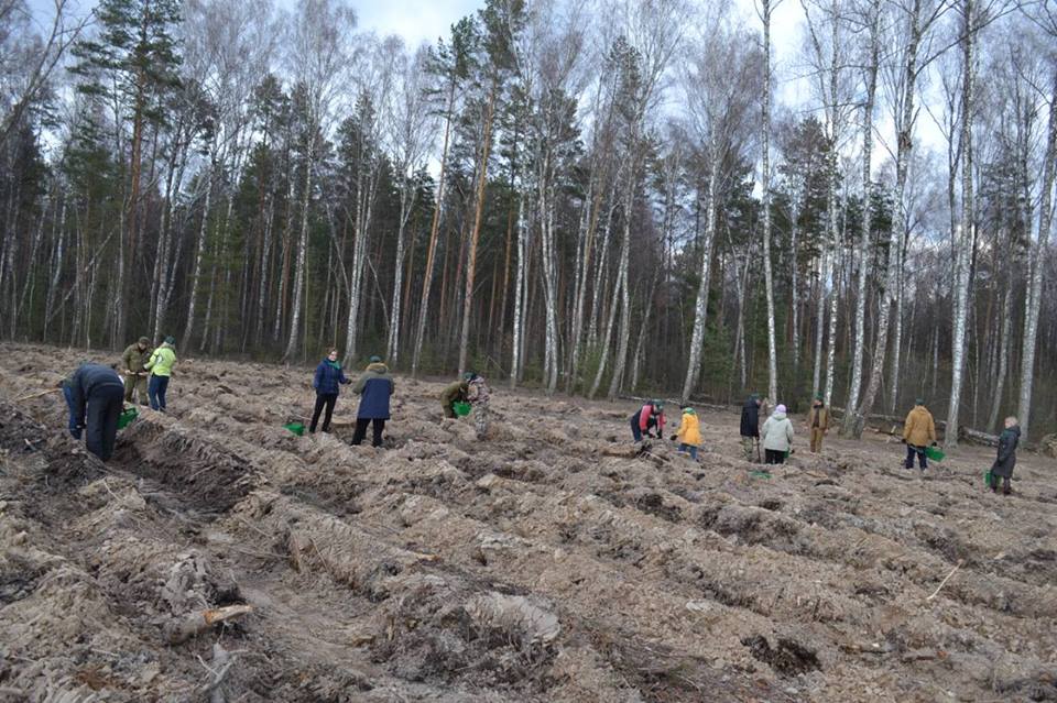 Міжнародний день лісу, Ніжинське лісове господарство