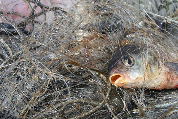 риба, патруль, охорона, сітки, порушники