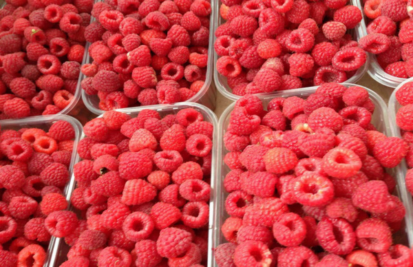 ягоди, бізнес