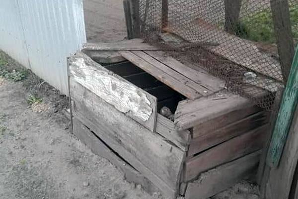 колодязь, кіт