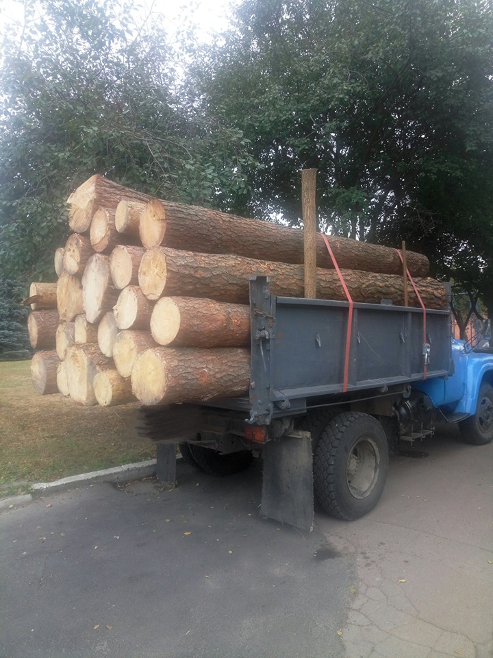 ліс, вирубка, боротьба, поліція