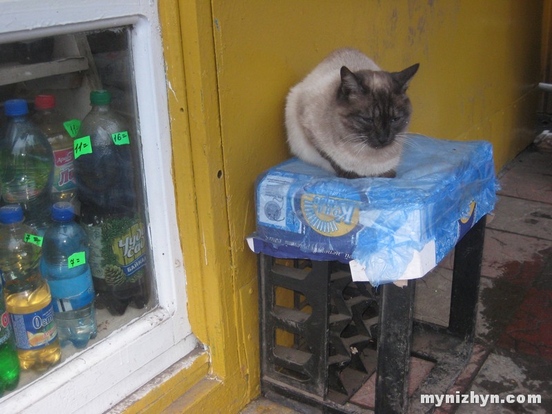 кіт, собака, холод, домівка
