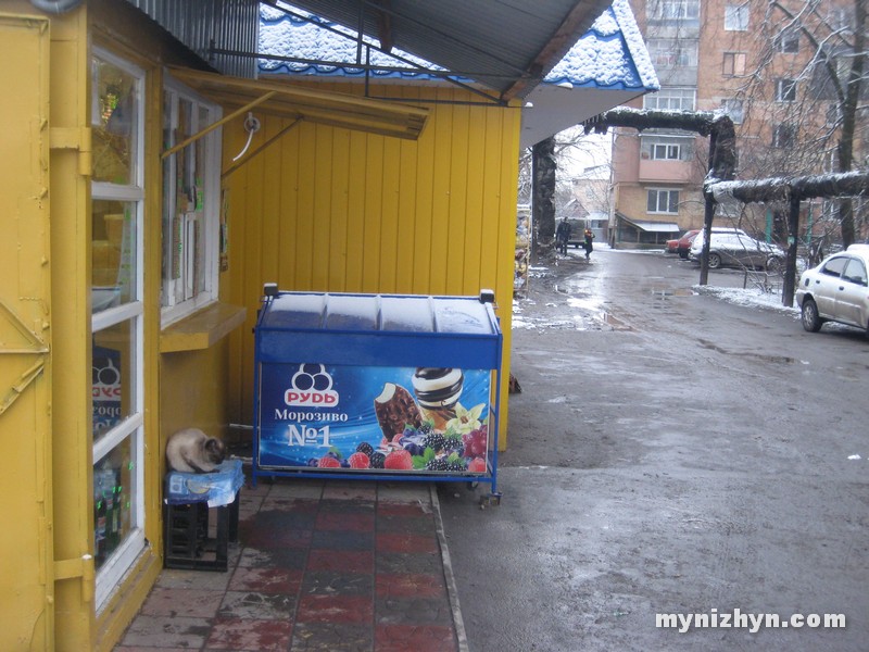 кіт, собака, холод, домівка