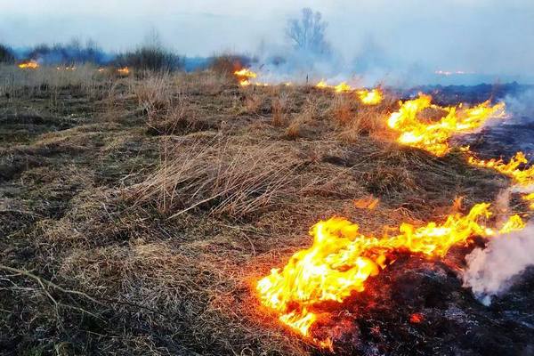 суха трава, пожежі, відповідальність