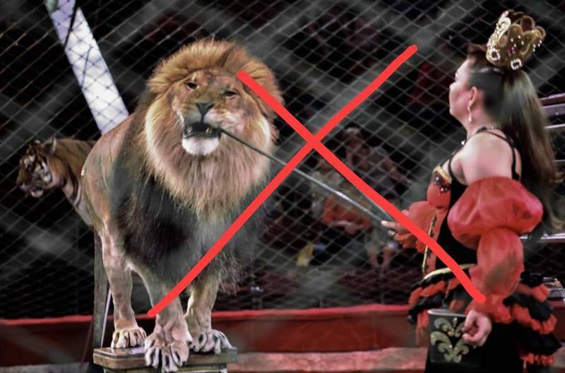 заборона, цирк, дикі тварини, Мінекології