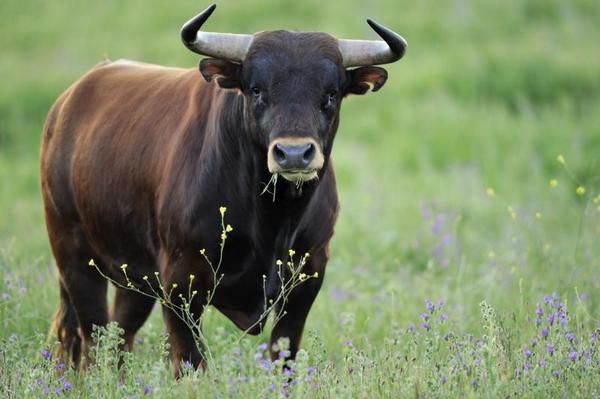 бик, чоловік, удар