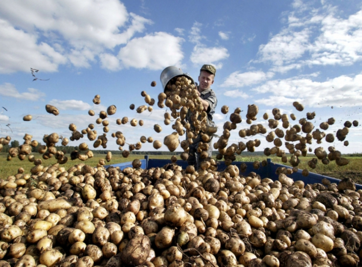 Цього року на Чернігівщині рекордна урожайність картоплі