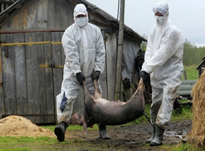 Як вберегти свиней від чуми