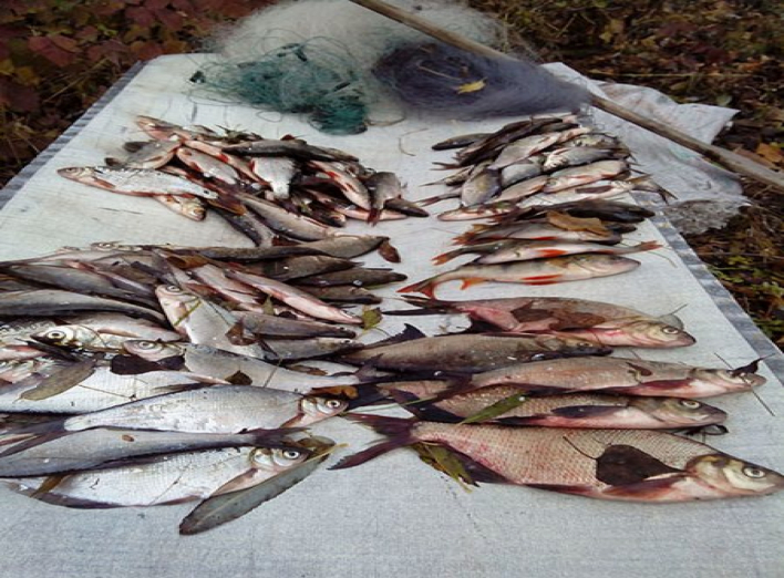 На Чернігівщині браконьєр наловив риби на 8 тисяч гривень