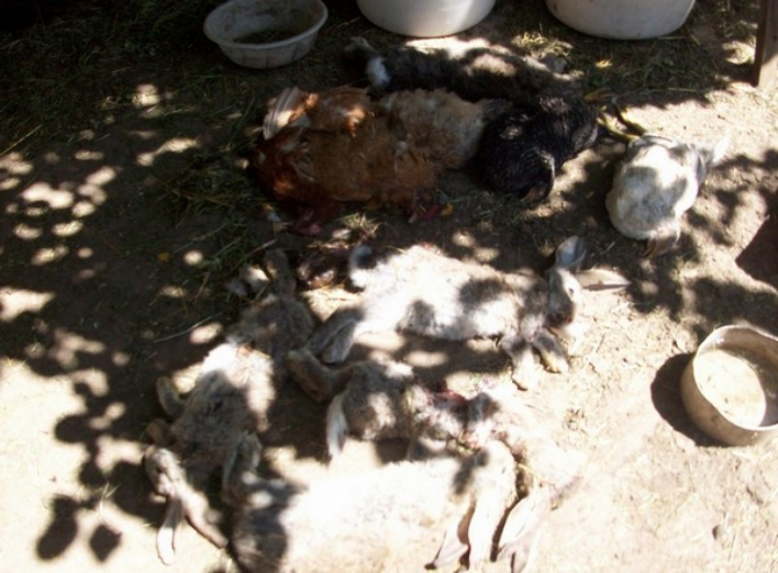 У Чернігові чупакабра напала на свійських тварин 