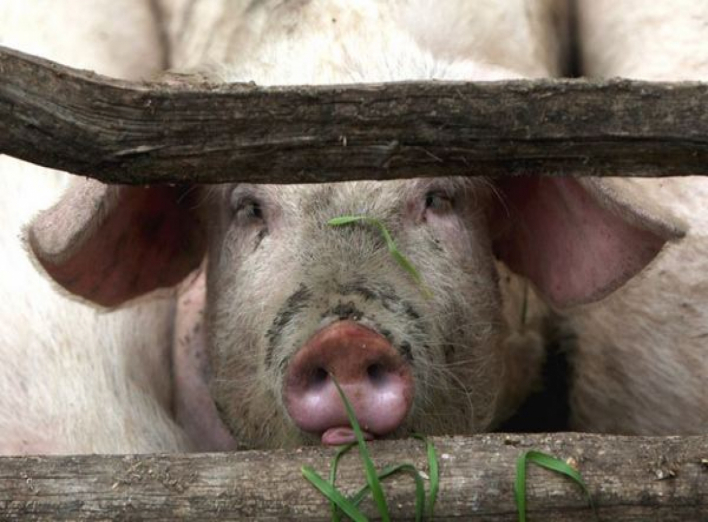 На Чернігівщині село перебуватиме 40 діб на карантині через чуму свиней