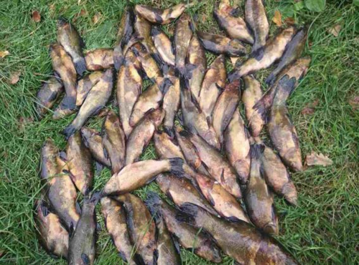 Ніжинець незаконно наловив риби на 14 тисяч гривень