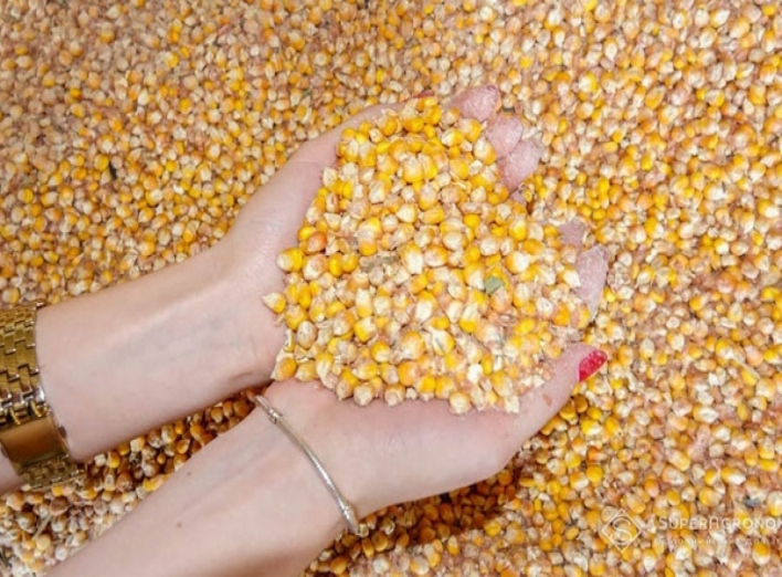 Ніжинський елеватор просушив 15 тисяч тонн кукурудзи на відходах