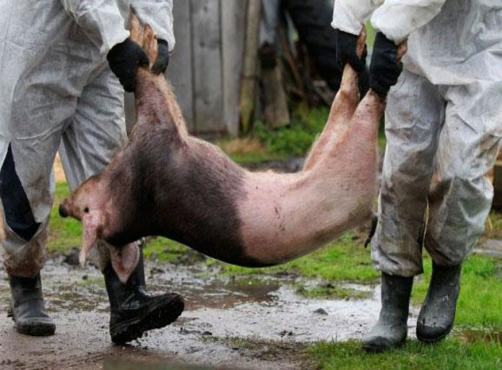 На Чернігівщині зафіксували африканську чуму свиней