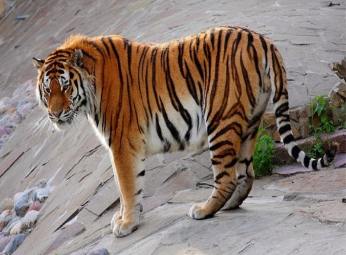 Менський зоопарк придбав тигра за 110 тисяч гривень